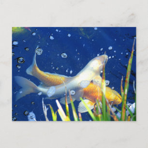 koi japonaise dans l'étang carte postale