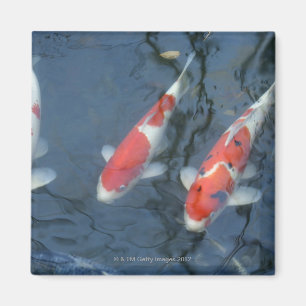 Koi-karper in vijver, uitzicht met hoge hoek magneet