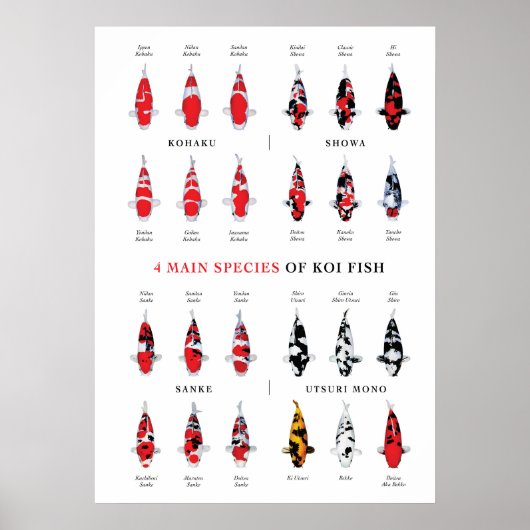 Koi Karper Variëteiten Poster (Voorkant)