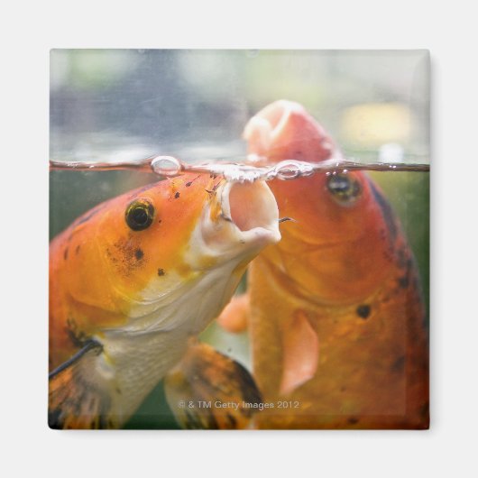 Koi-karpers Magneet (Voorkant)