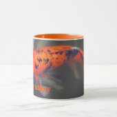 Koi, Pez Carpa Mok (Midden)