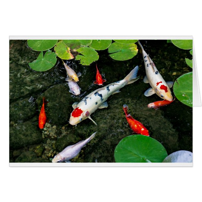 Koi Pond (Voorkant Horizontaal)
