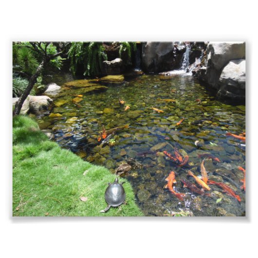 Koi Pond Foto Afdruk (Voorkant)
