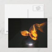 Koi Post Card is niet gekaapt Briefkaart (Voorkant / Achterkant)