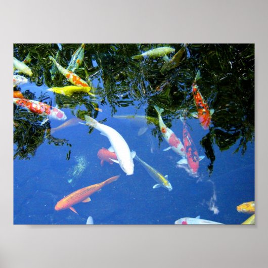 Koi Poster (Voorkant)