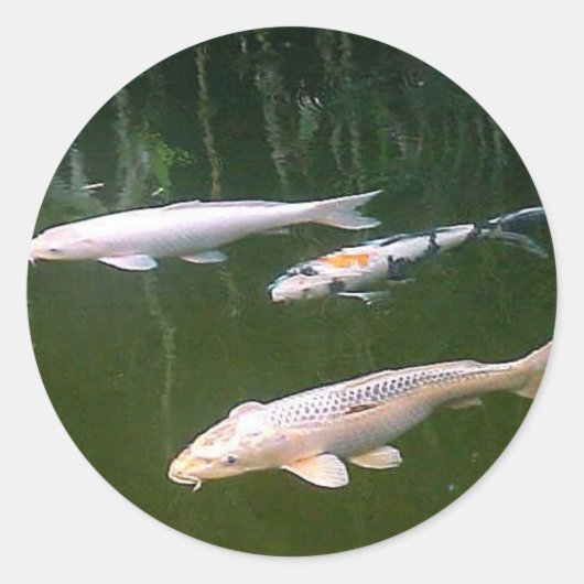 Koi Ronde Sticker (Voorkant)