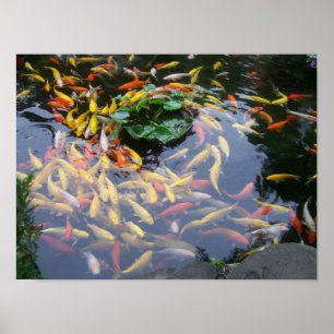 Koi Splendor Poster