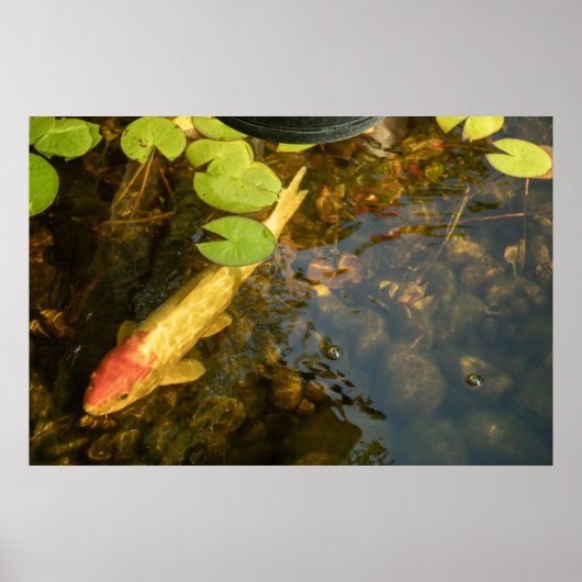 Koi Vis Poster (Voorkant)