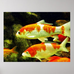 koi vissen poster
