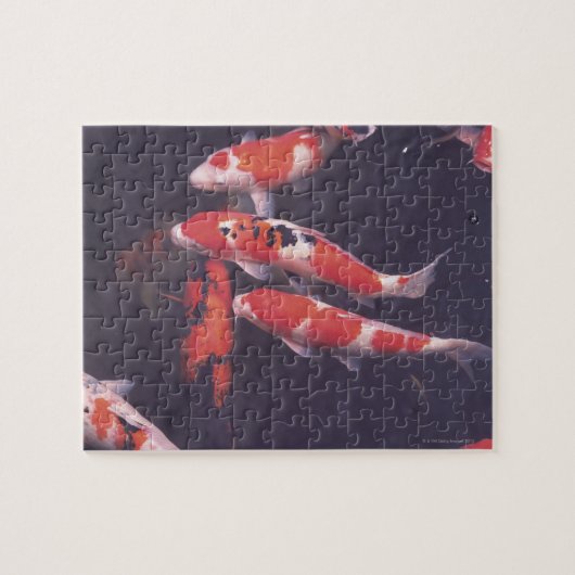 Koi zwemt in zwembad legpuzzel (Horizontaal)