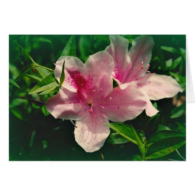 Koinonia "Bourse Sur Le Chemin" (Devant Horizontal)