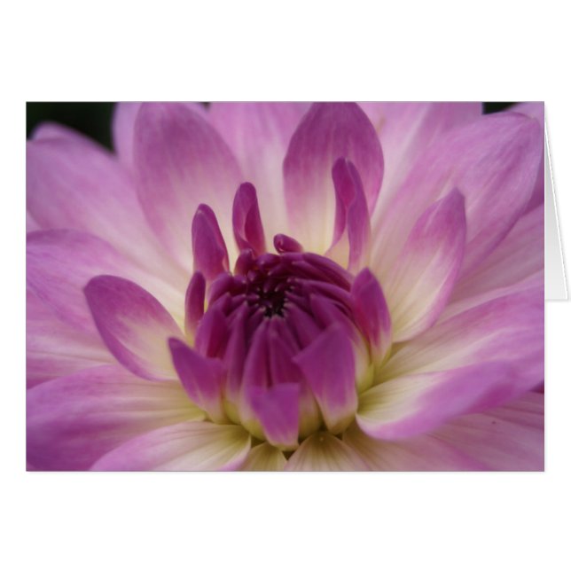 Koinonia "Bourse Sur Le Chemin" (Devant Horizontal)