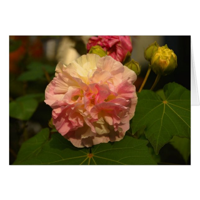 Koinonia   "Fellowship on the Path" (Voorkant Horizontaal)