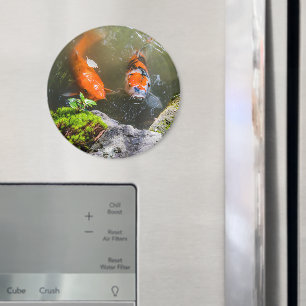 Koivis in een vijver magneet