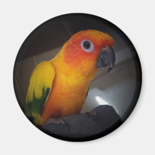 kojo the sun conure - Gepersonaliseerd Magneet