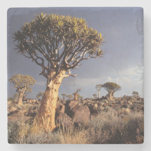 Kokerbomen (Aloe Dichotoma) Stenen Onderzetter
