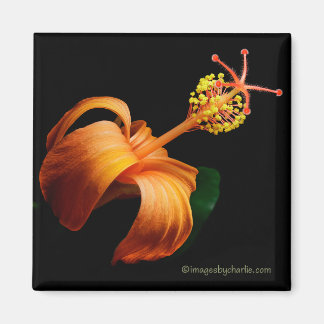 Kokio Native Hawaiian Hibiscus Flower Magnet Magneet