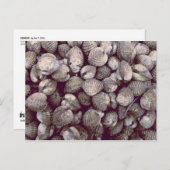 kokkels briefkaart (Voorkant / Achterkant)