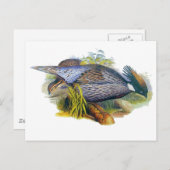 Koklass Pheasant Briefkaart (Voorkant / Achterkant)