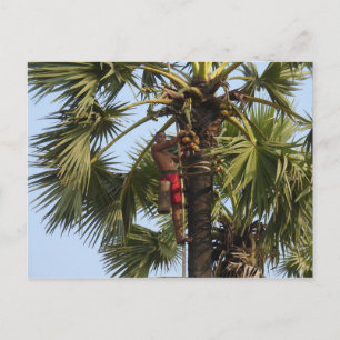 Kokosboom Briefkaart