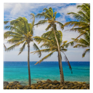 Kokospalmbomen (Cocos nucifera) wiegen in Tegeltje