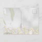 Kolibrie 3346 briefkaart (Achterkant)