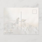 Kolibrie 5265 briefkaart (Achterkant)