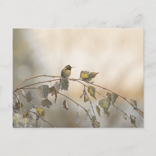 Kolibrie 5265 briefkaart (Voorkant)