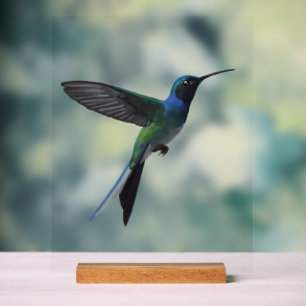 Kolibrie Acryl Bord