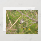 kolibrie briefkaart (Voorkant / Achterkant)