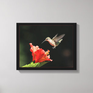 kolibrie en hibiscus canvas afdruk