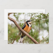 Kolibrie foto briefkaart (Voorkant / Achterkant)