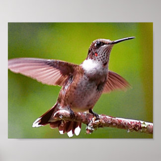 Kolibrie Fotografie Muurdecoratie Print