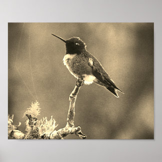 Kolibrie Fotografie Sepia Wanddecoratie Print