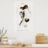  kolibrie illustratie poster (Keuken)