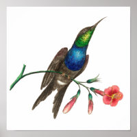 kolibrie illustratie