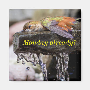 Kolibrie Legen in Water 2 Magneet