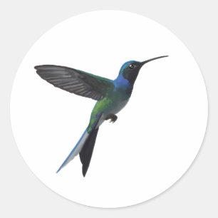 Kolibrie Liefhebber Ronde Sticker