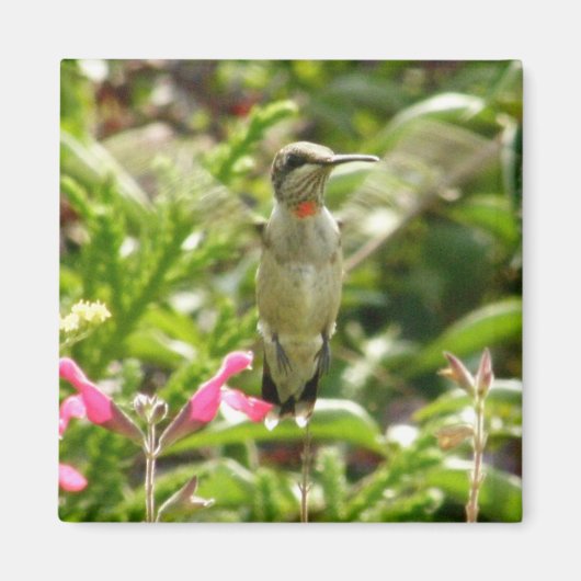 Kolibrie & Maraschino Magneet (Voorkant)