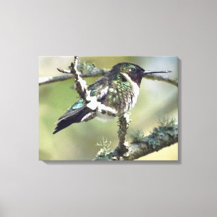 Kolibrie muurkunst Canvas Afdruk