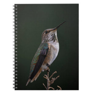 Kolibrie neergestreken op tak - Vogelfotografie Notitieboek