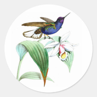 Kolibrie no.1 violette paarse vogel witte bloem ronde sticker