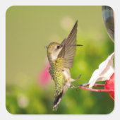 Kolibrie ontwerp #108A0604 Vierkante Sticker (Voorkant)