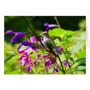 Kolibrie op Kolibrie-Munt Kleurrijke Natuur