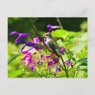 Kolibrie op Kolibrie-Munt Kleurrijke Natuur Briefkaart