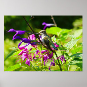 Kolibrie op Kolibrie-Munt Kleurrijke Natuur Poster
