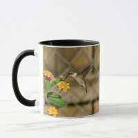 Kolibrie op Lantana 11 oz Mok