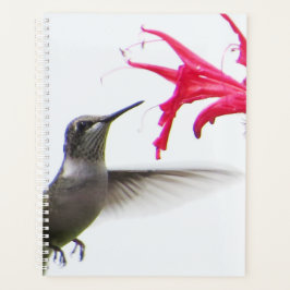 Kolibrie op Monarda Planner