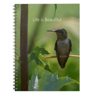 Kolibrie op tak (mijn fotografie) notitieboek