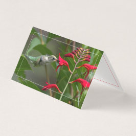 Kolibrie voeden bij Red Crocosmia Kaart